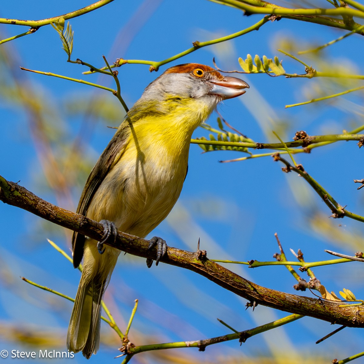 Rufous-browed Peppershrike - ML652212031