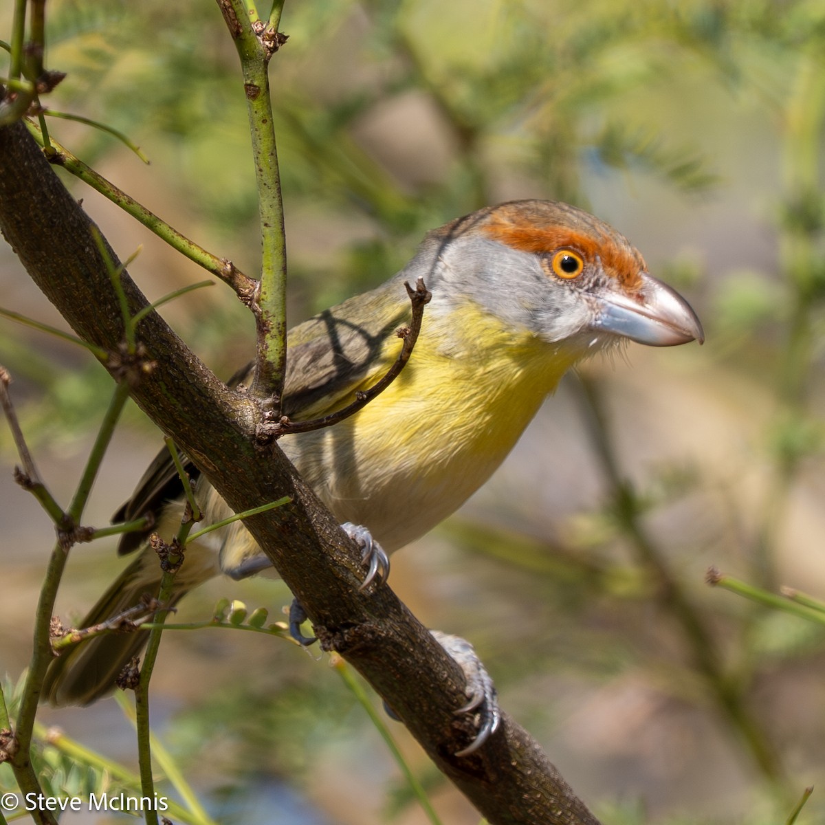 Rufous-browed Peppershrike - ML652212045