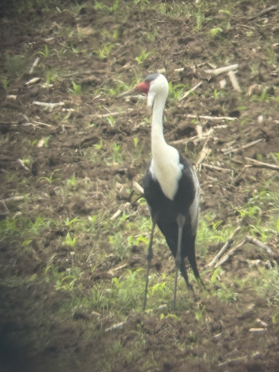 Wattled Crane - ML652212063