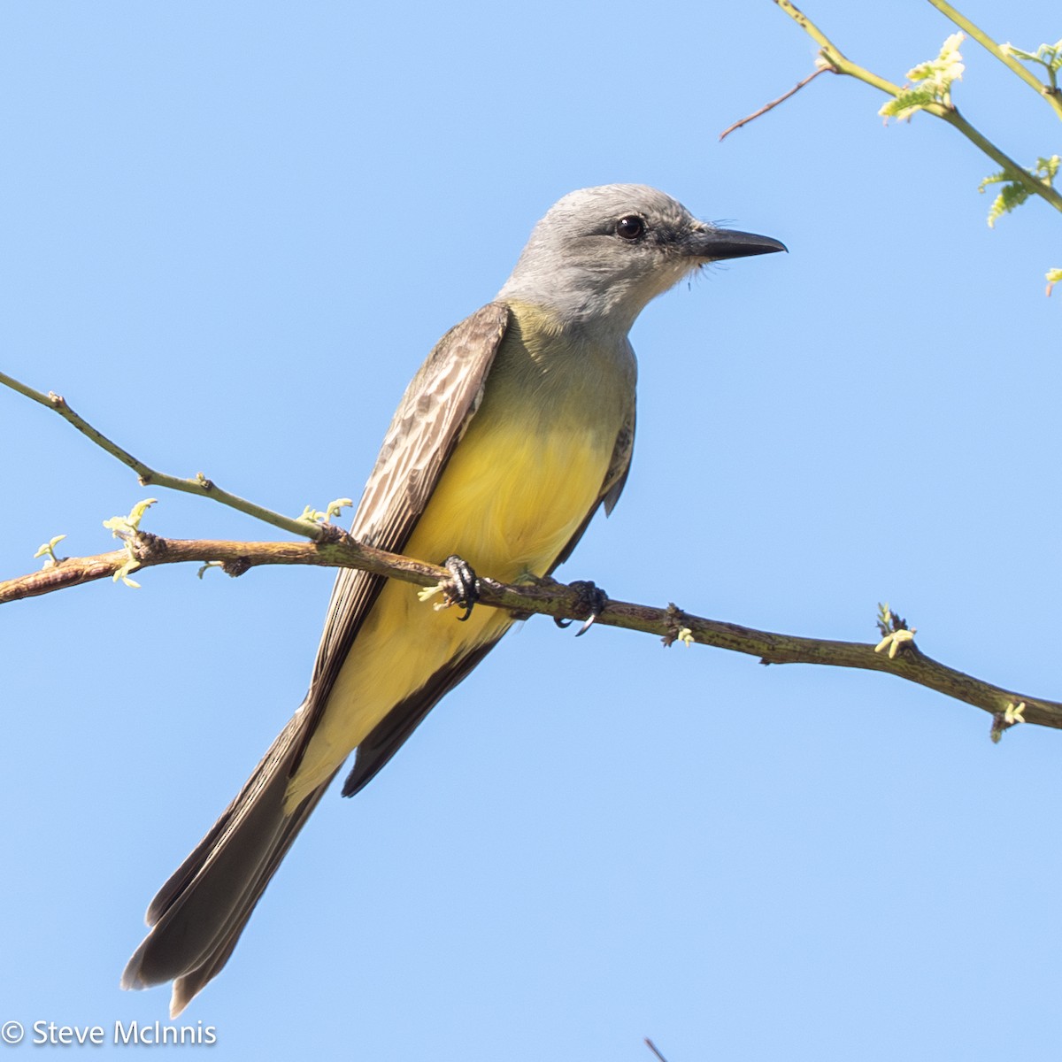 Tropical Kingbird - ML652212068