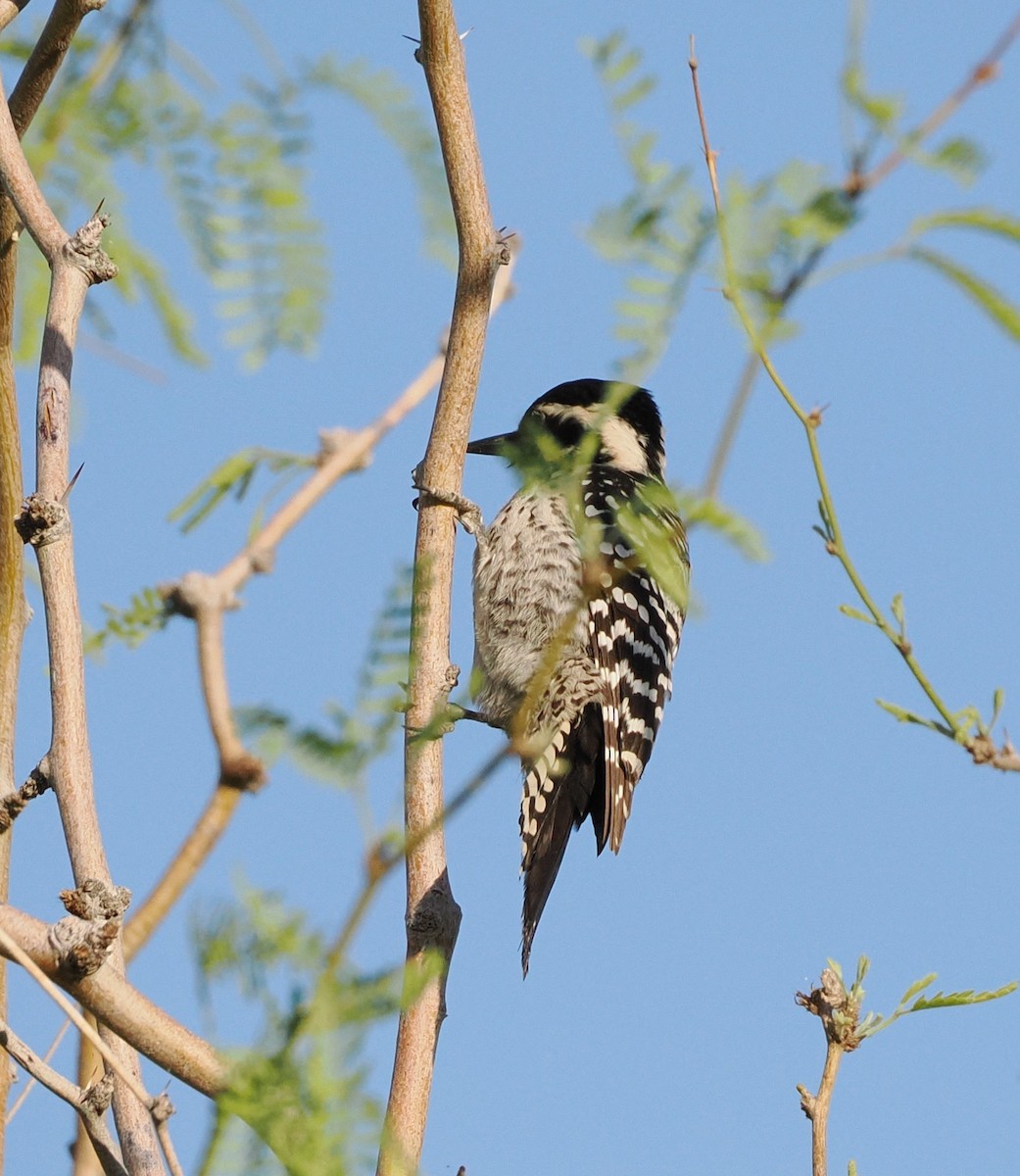 Ladder-backed Woodpecker - ML652212087