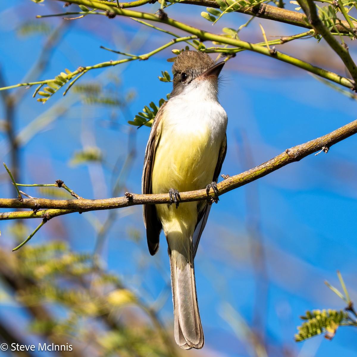 Short-crested Flycatcher - ML652212090