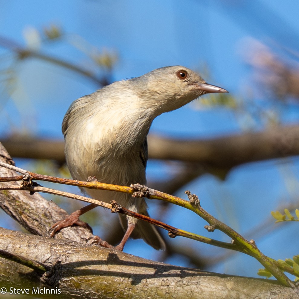 Bicolored Conebill - ML652212126