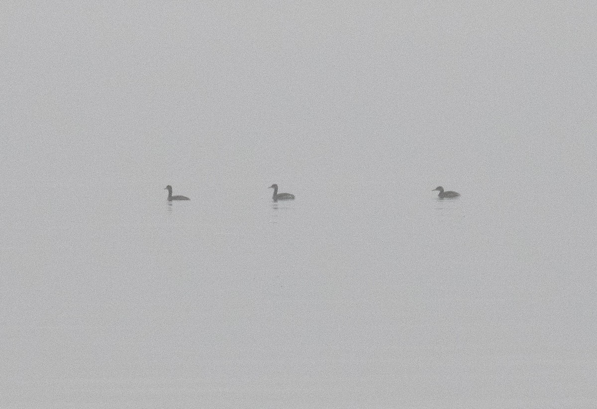 טבלן אפור-לחיים - ML652212127