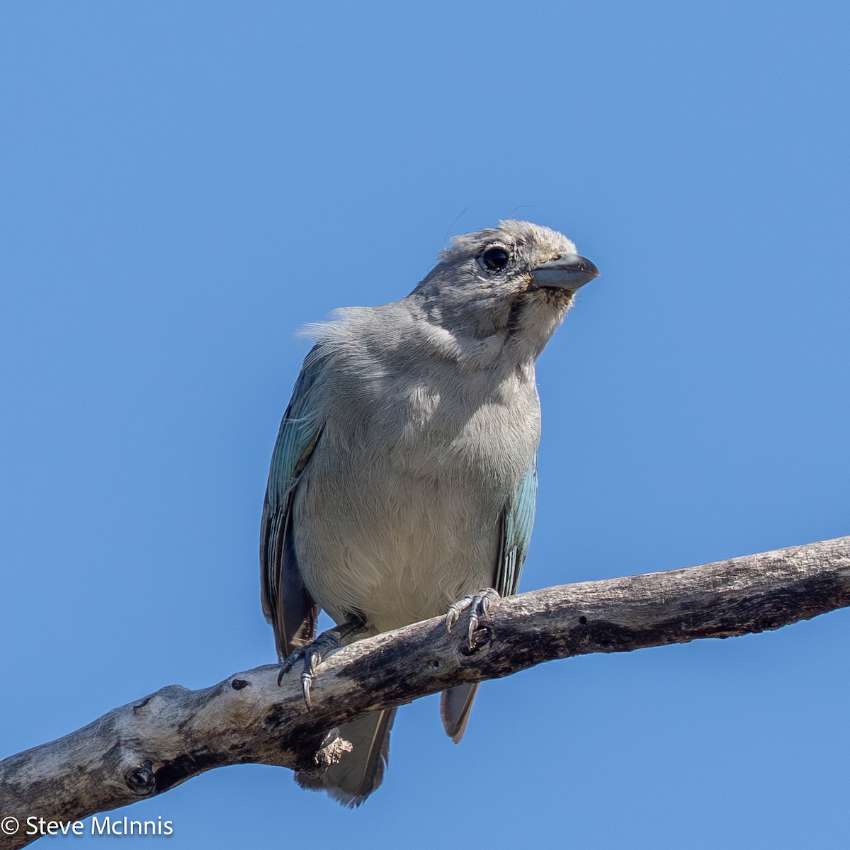 Sayaca Tanager - ML652212143