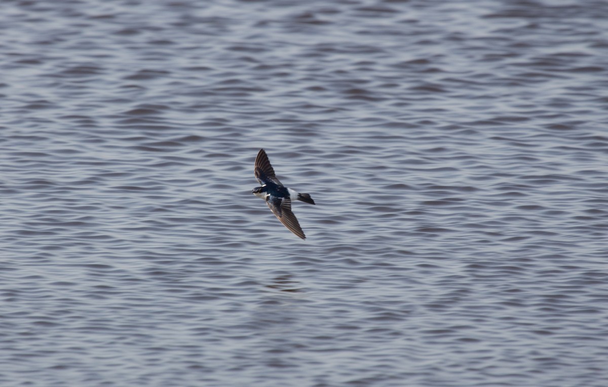 White-winged Swallow - ML652212171