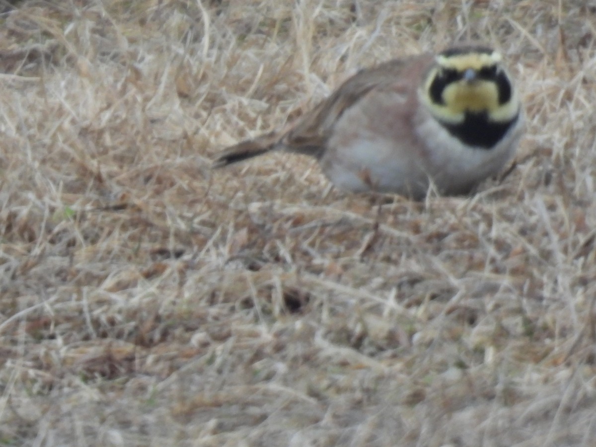 Alondra Cornuda - ML652212245