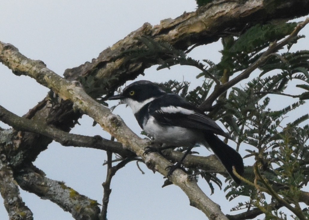 Batis Molitor - ML652212374