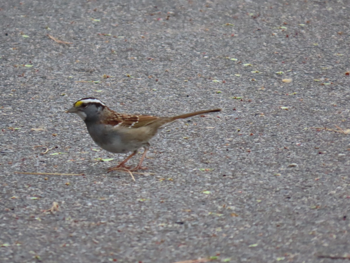 Chingolo Gorjiblanco - ML652212375