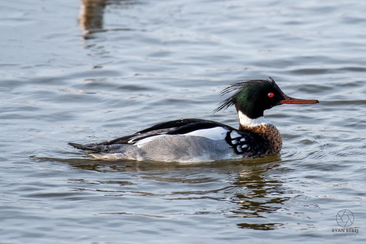 Serreta Mediana - ML652212376