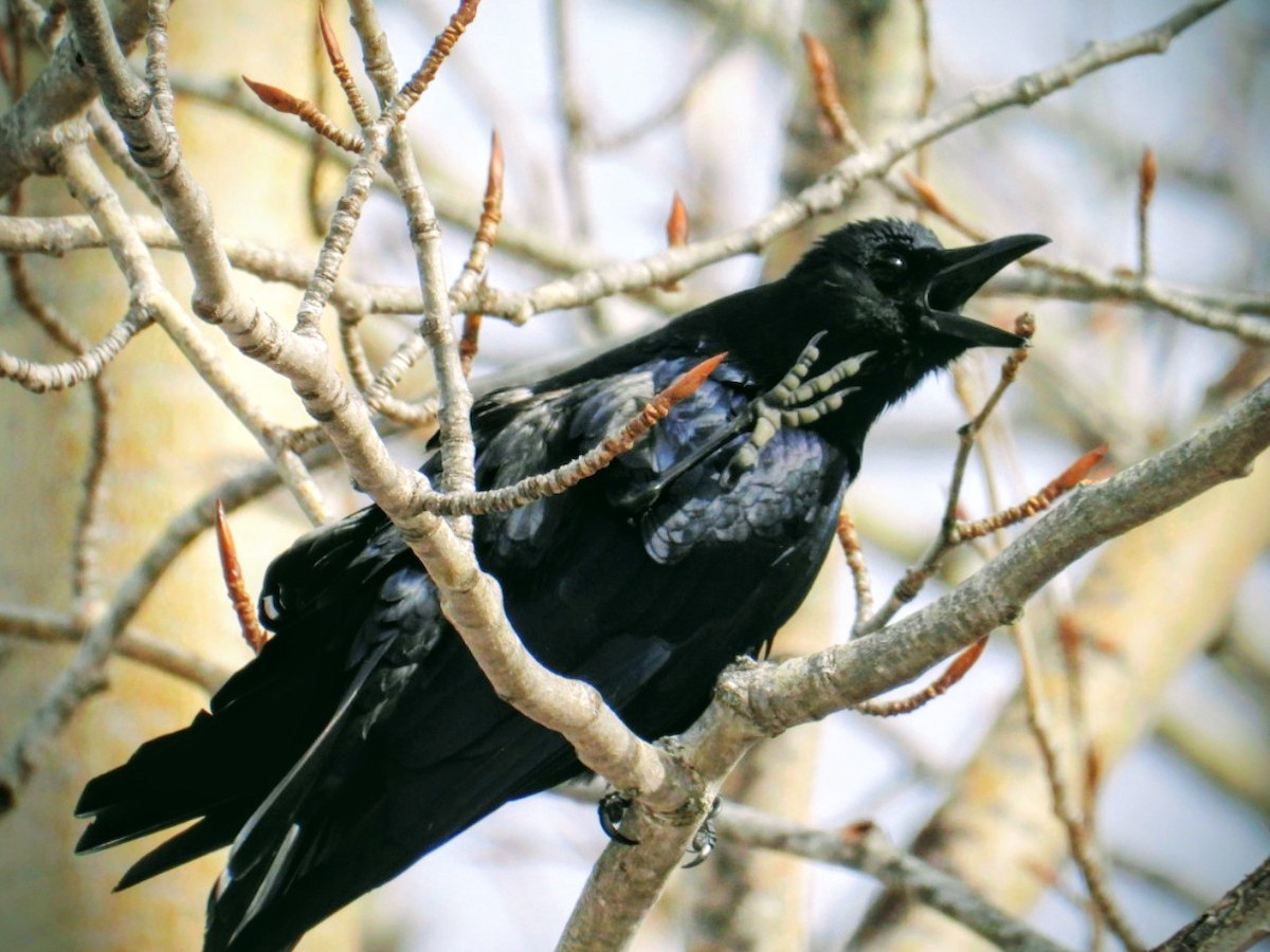 Cuervo Americano - ML652212378