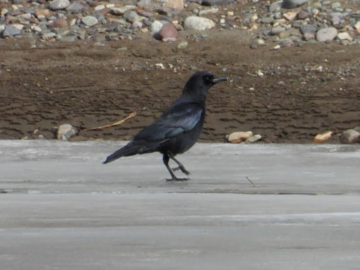 Cuervo Americano - ML652212379