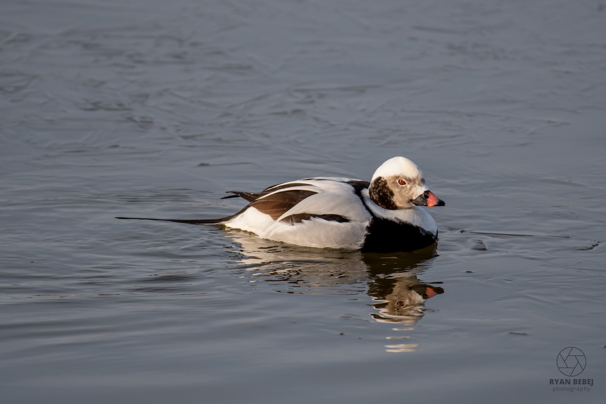 Pato Havelda - ML652212380