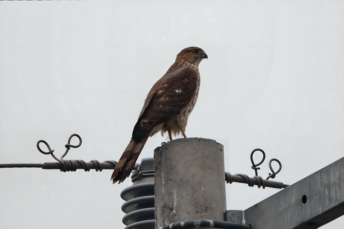 Gavilán de Cooper - ML652212381