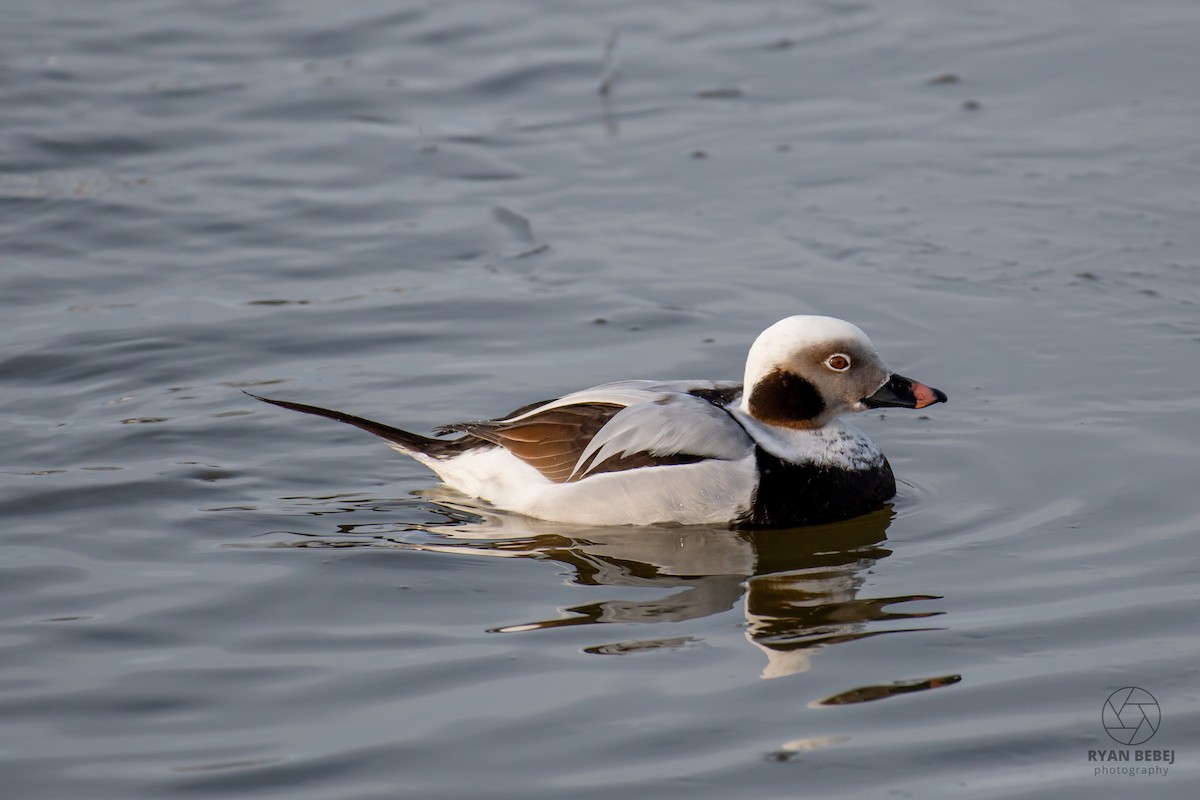 Pato Havelda - ML652212382