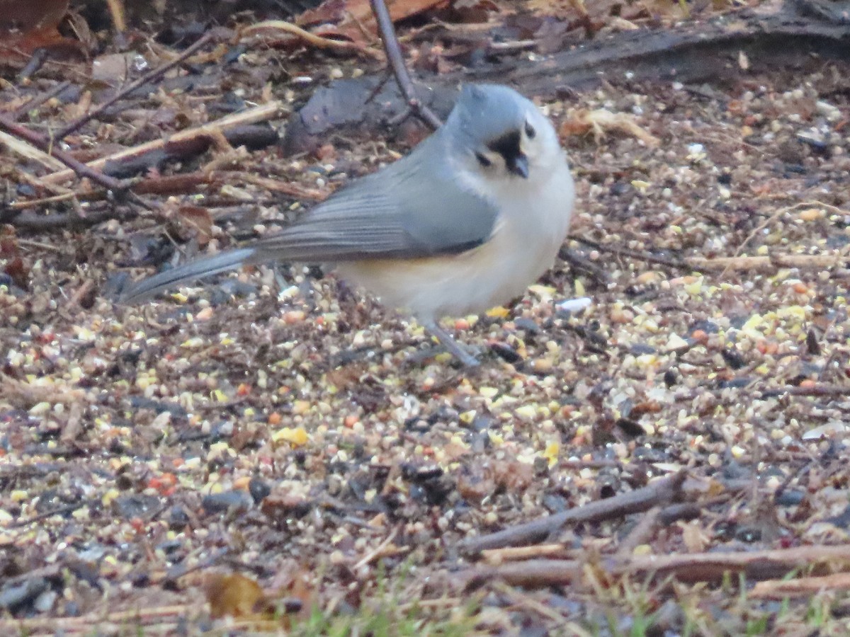 Herrerillo Bicolor - ML652212383