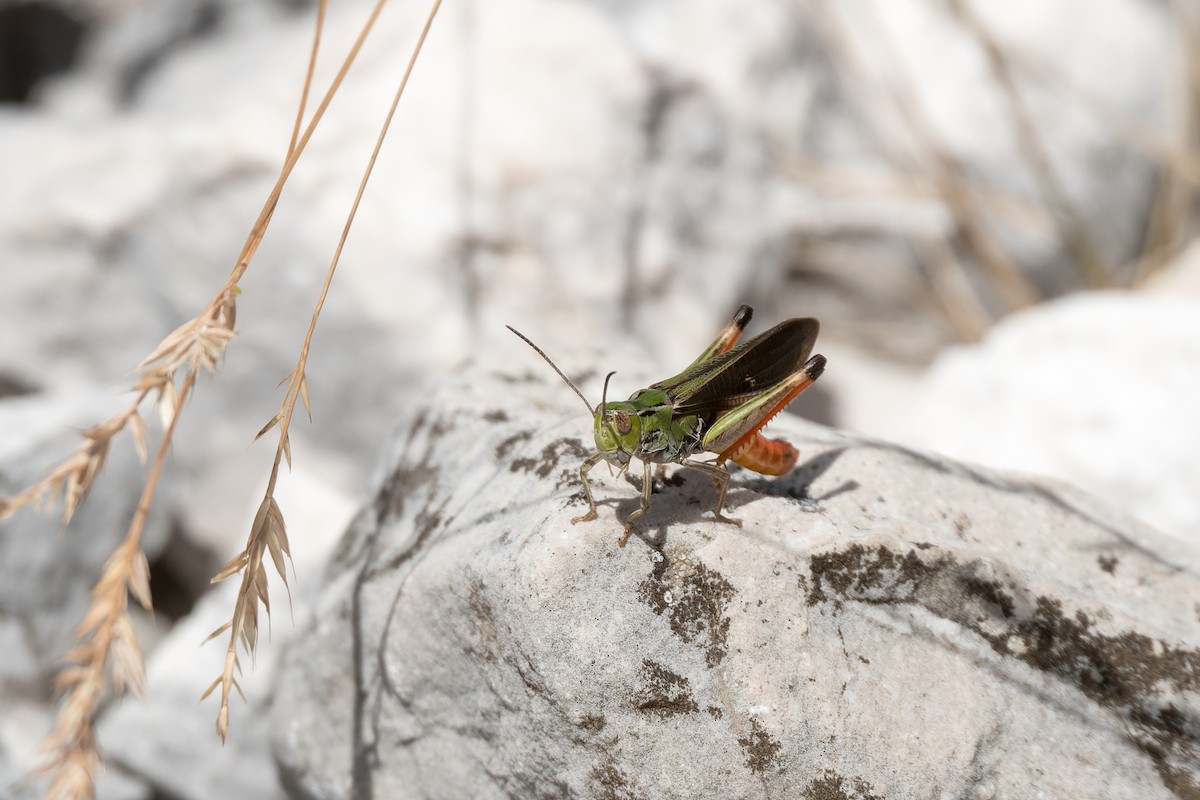 Saltamontes de ala Listada - ML652212384