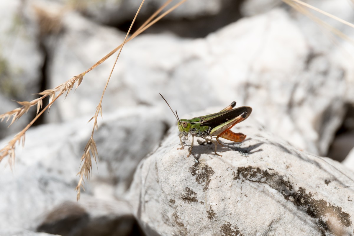 Saltamontes de ala Listada - ML652212385