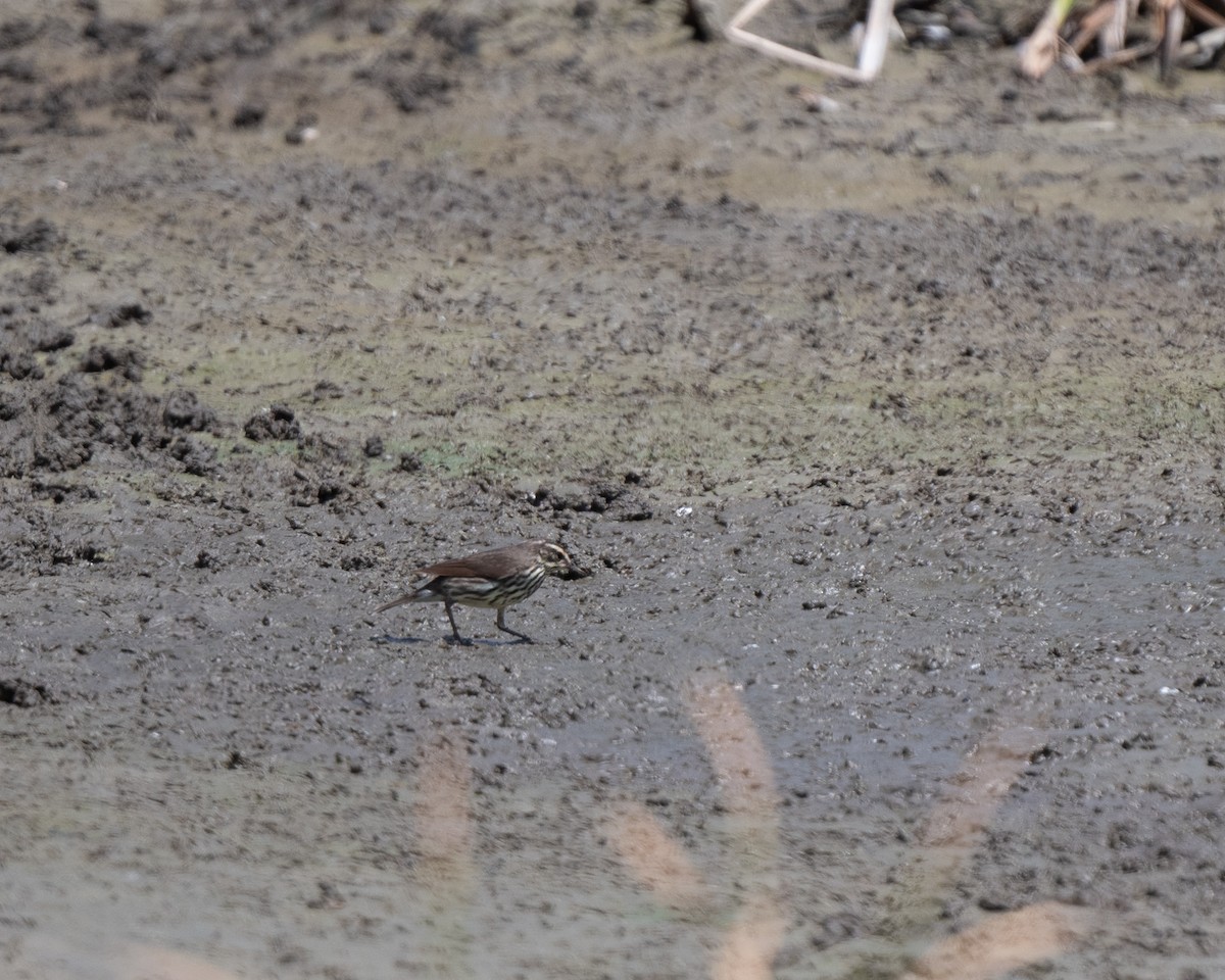 Reinita Charquera Norteña - ML652212386