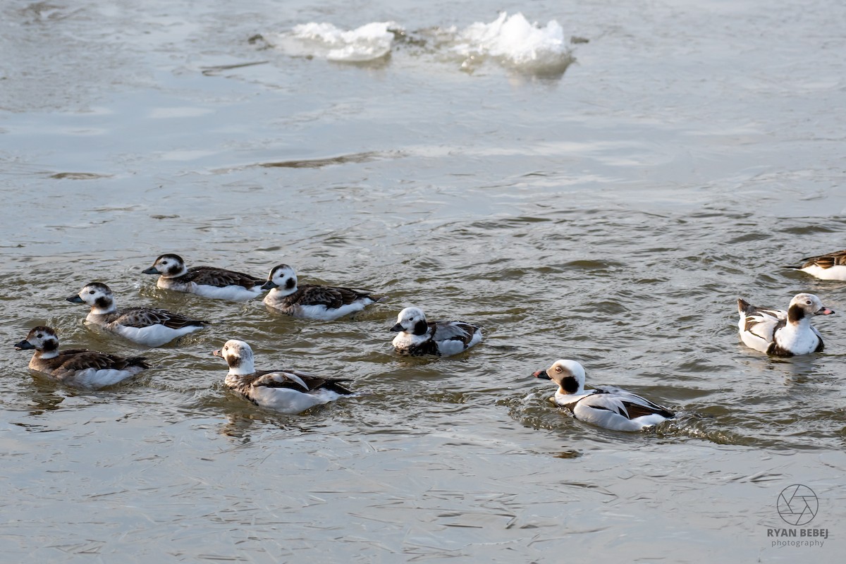 Pato Havelda - ML652212387