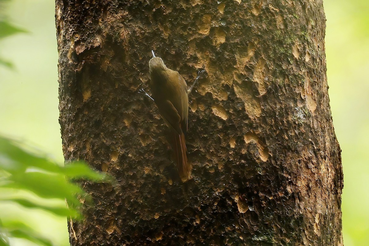 Trepatroncos Picocuña - ML652212388