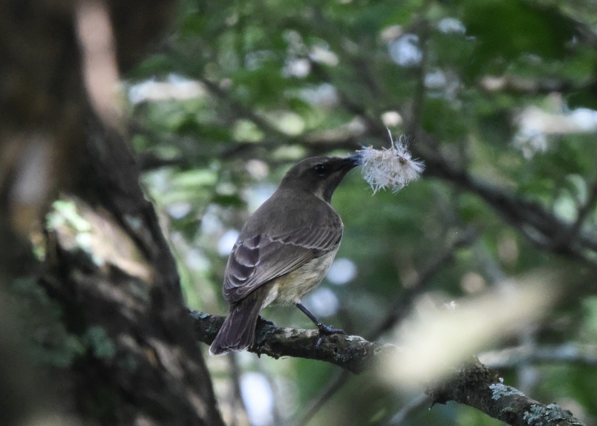 Suimanga Amatista - ML652212389