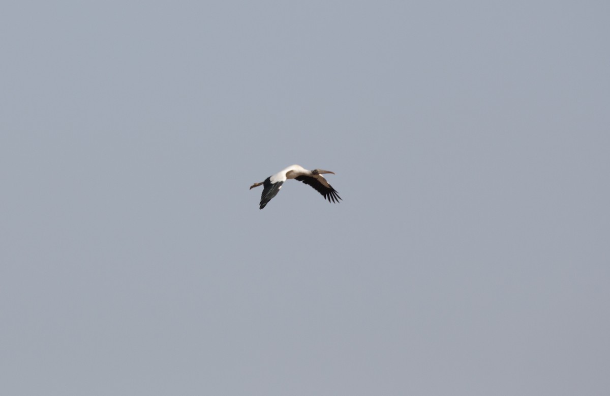 Wood Stork - ML652212392