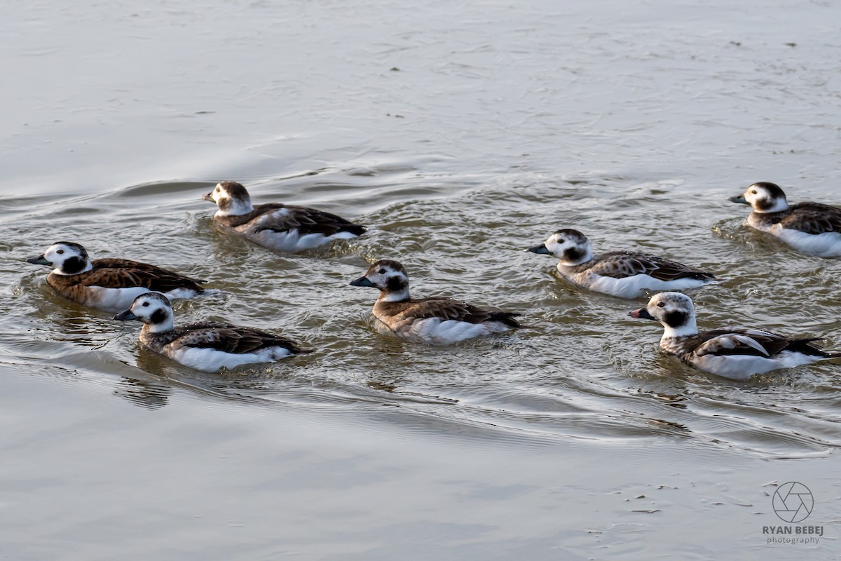 Pato Havelda - ML652212393