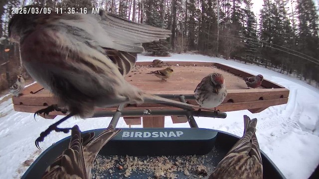 čížek žlutý - ML652212394