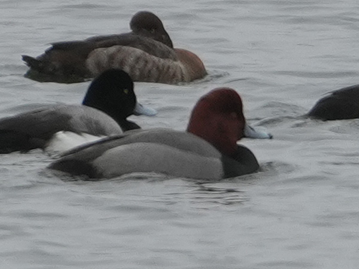 Porrón Americano - ML652212395