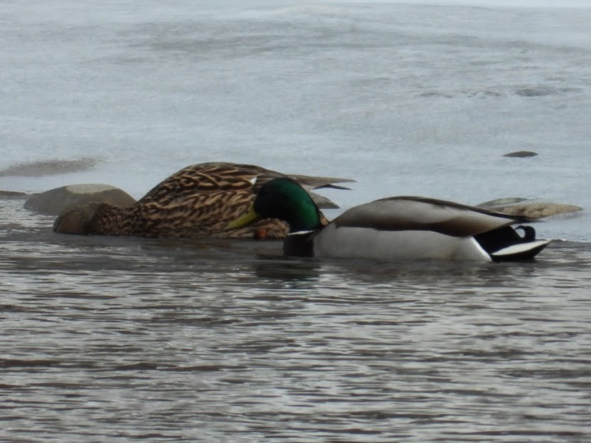 Ánade Azulón - ML652212396