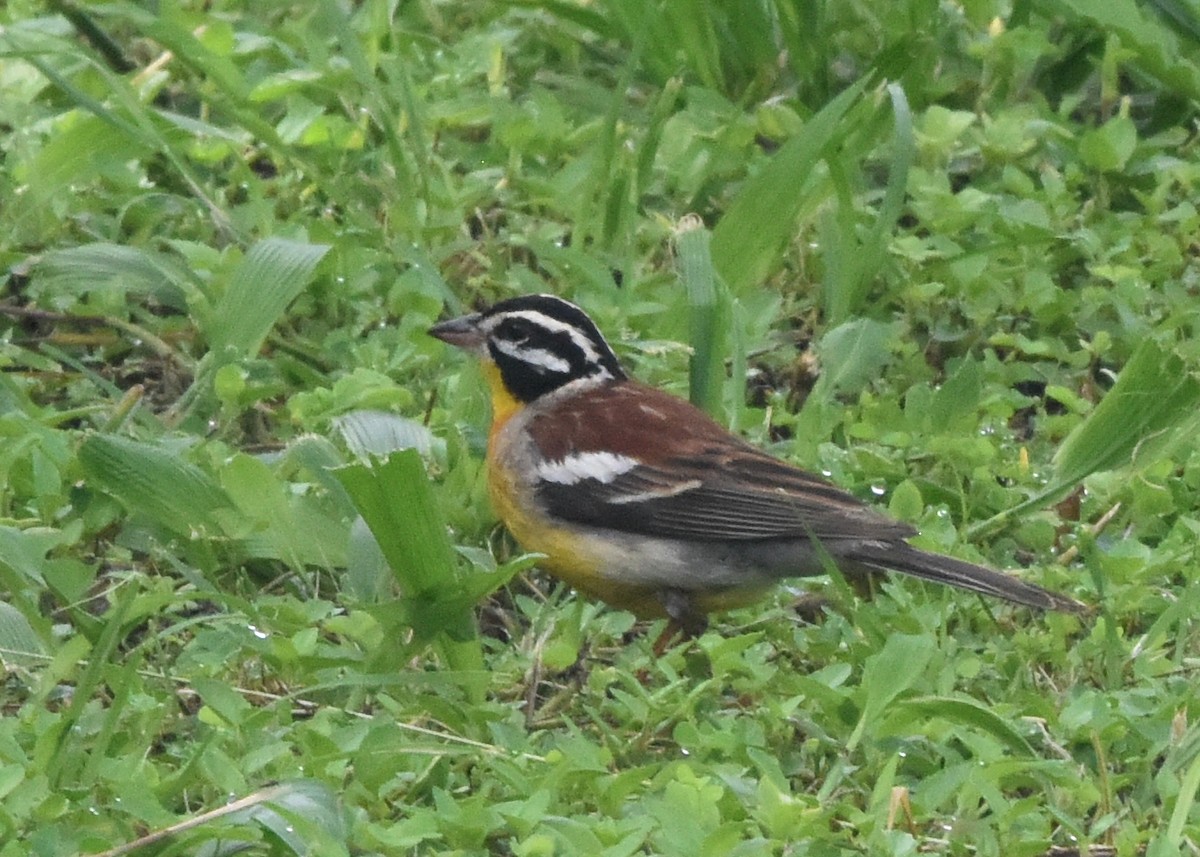 Escribano Pechidorado - ML652212397