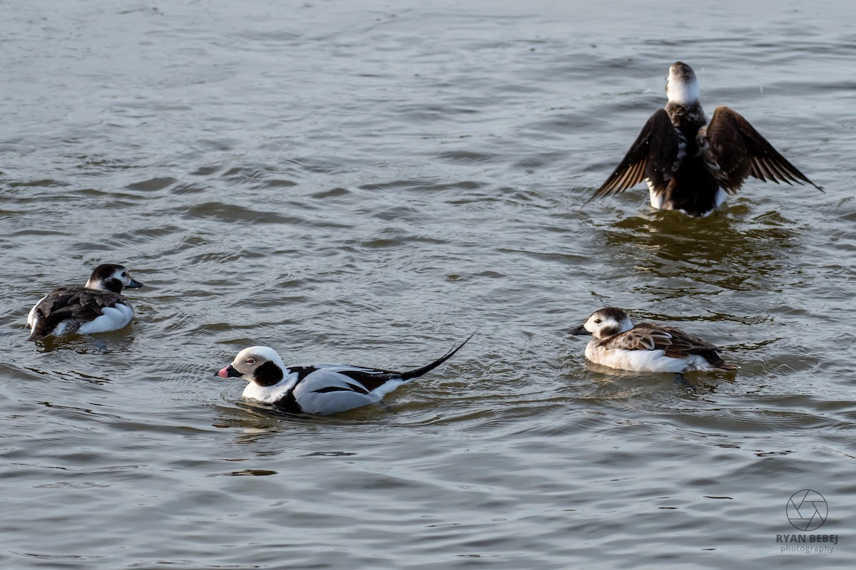 Pato Havelda - ML652212398