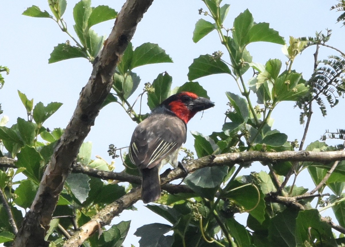 Barbudo Acollarado - ML652212401