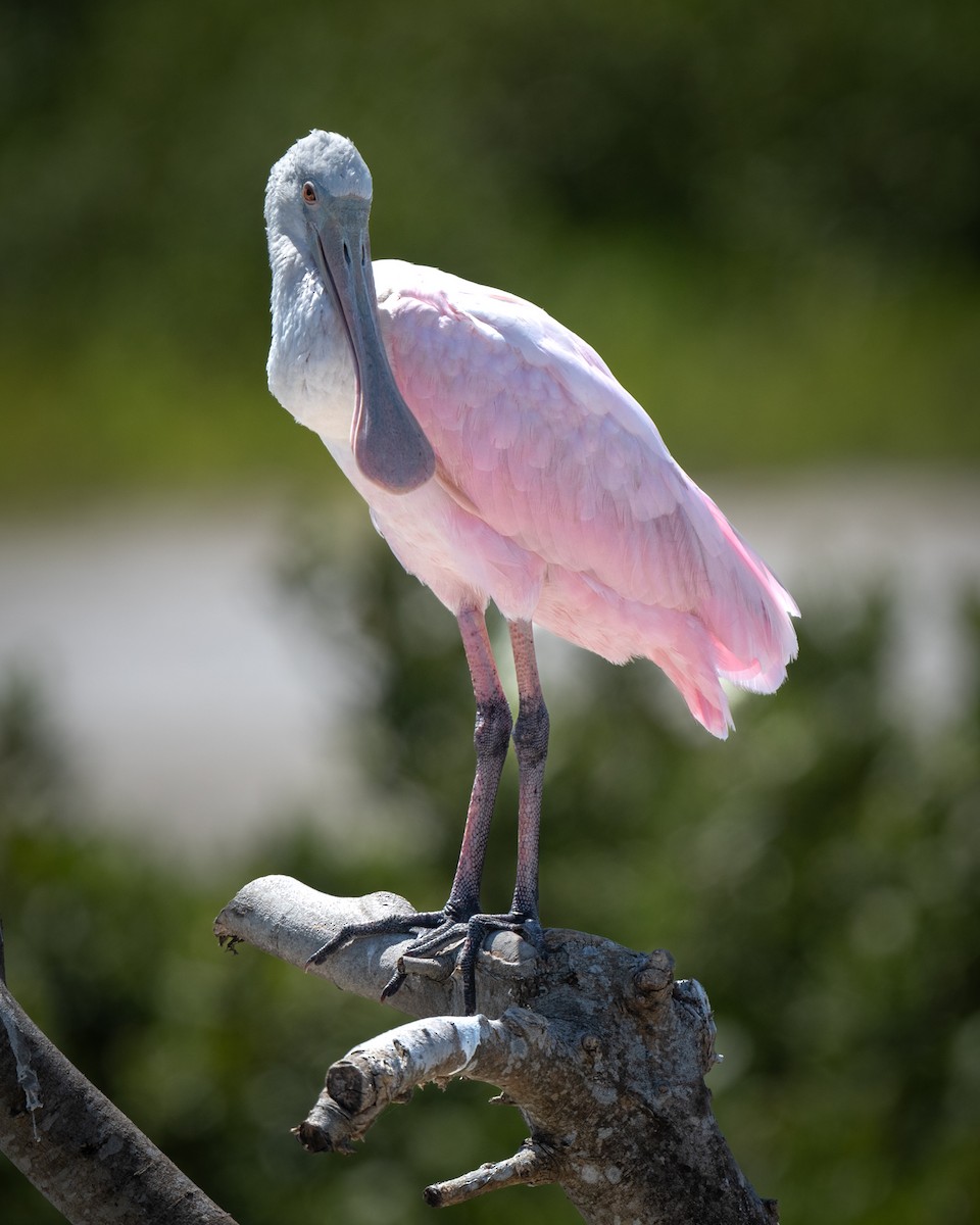 Espátula Rosada - ML652212402