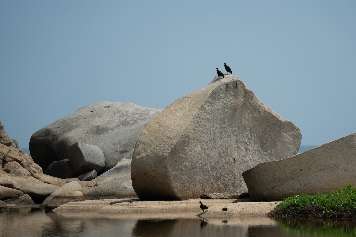 Zopilote Negro - ML652212406