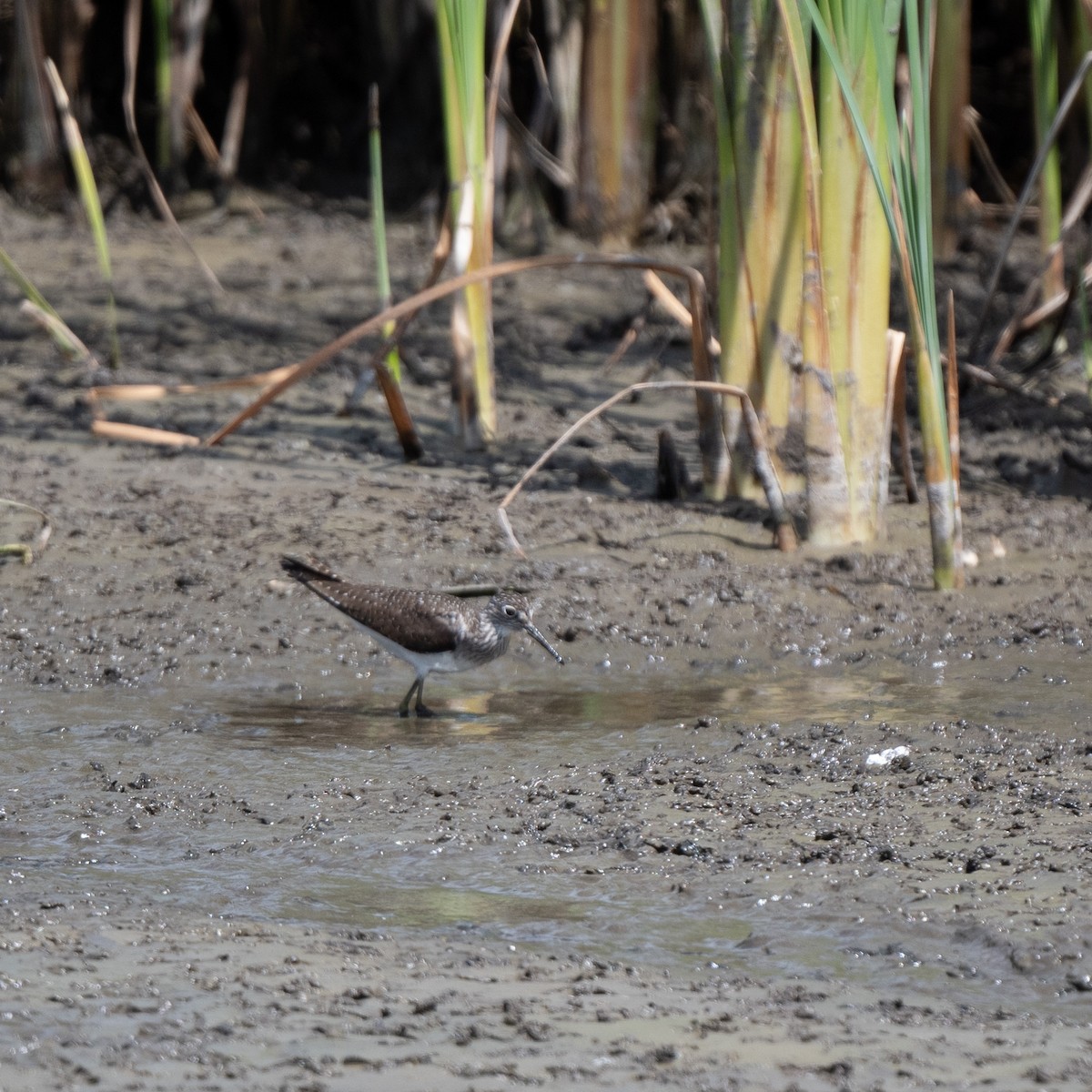 Solitary Sandpiper - ML652212419