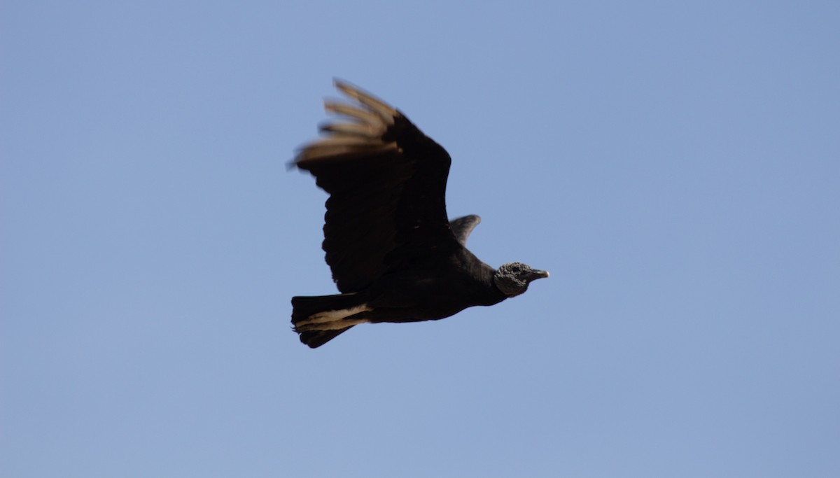 Black Vulture - ML652212479