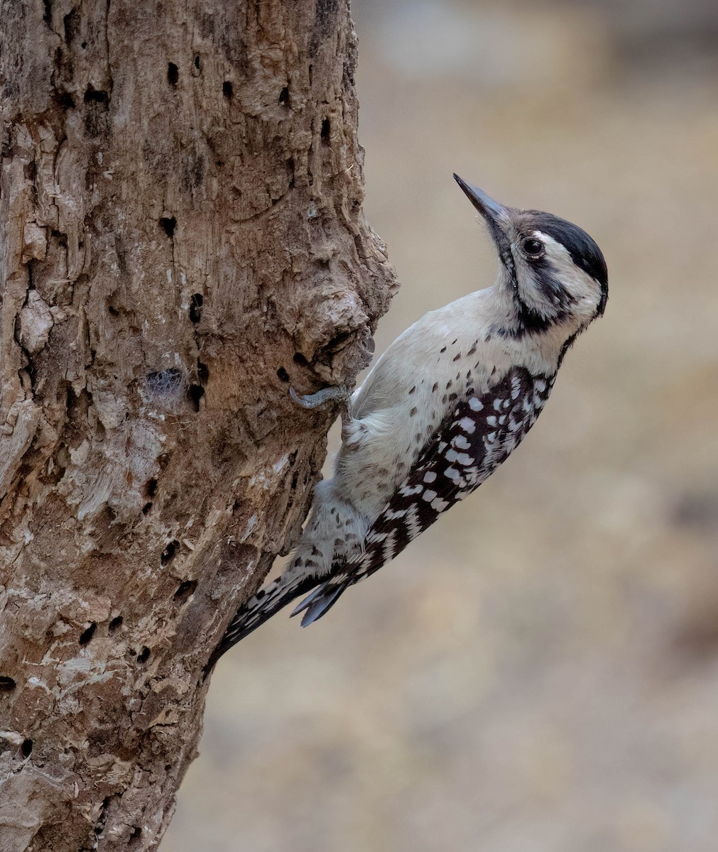 Ladder-backed Woodpecker - ML652212645