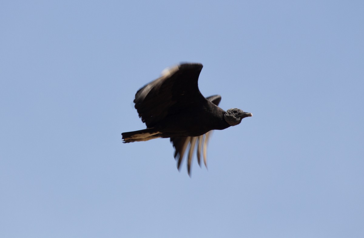 Black Vulture - ML652212649