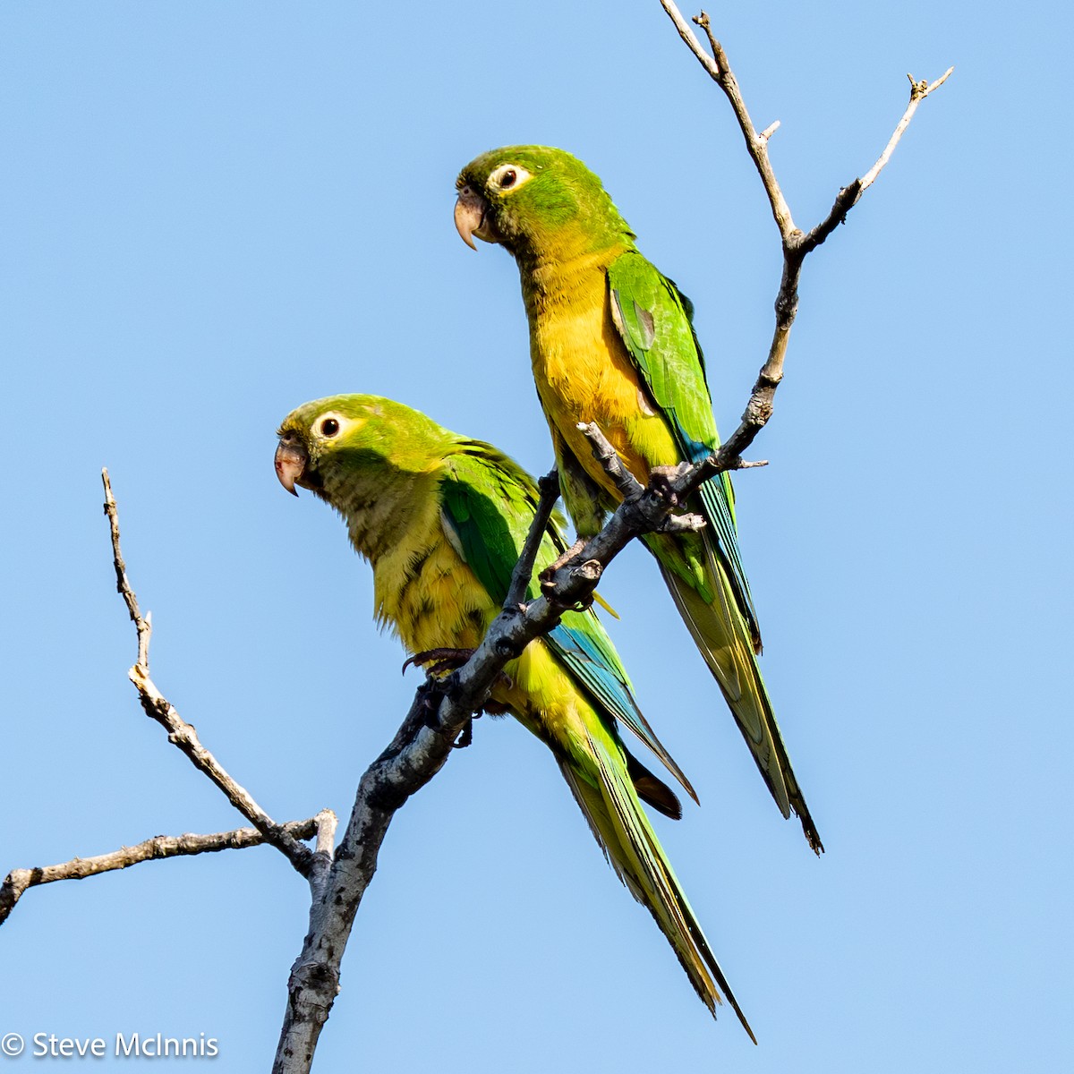Cactus Parakeet - ML652212749