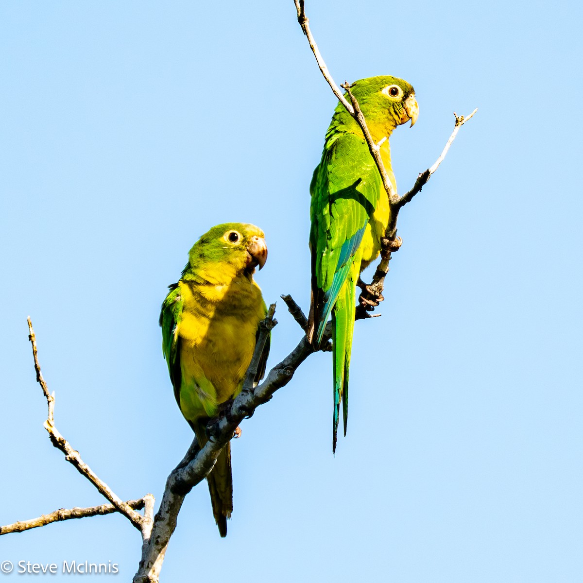 Cactus Parakeet - ML652212750