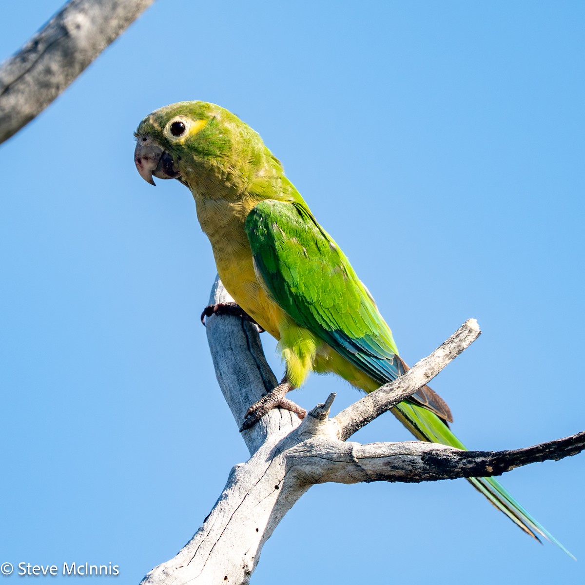 Cactus Parakeet - ML652212751