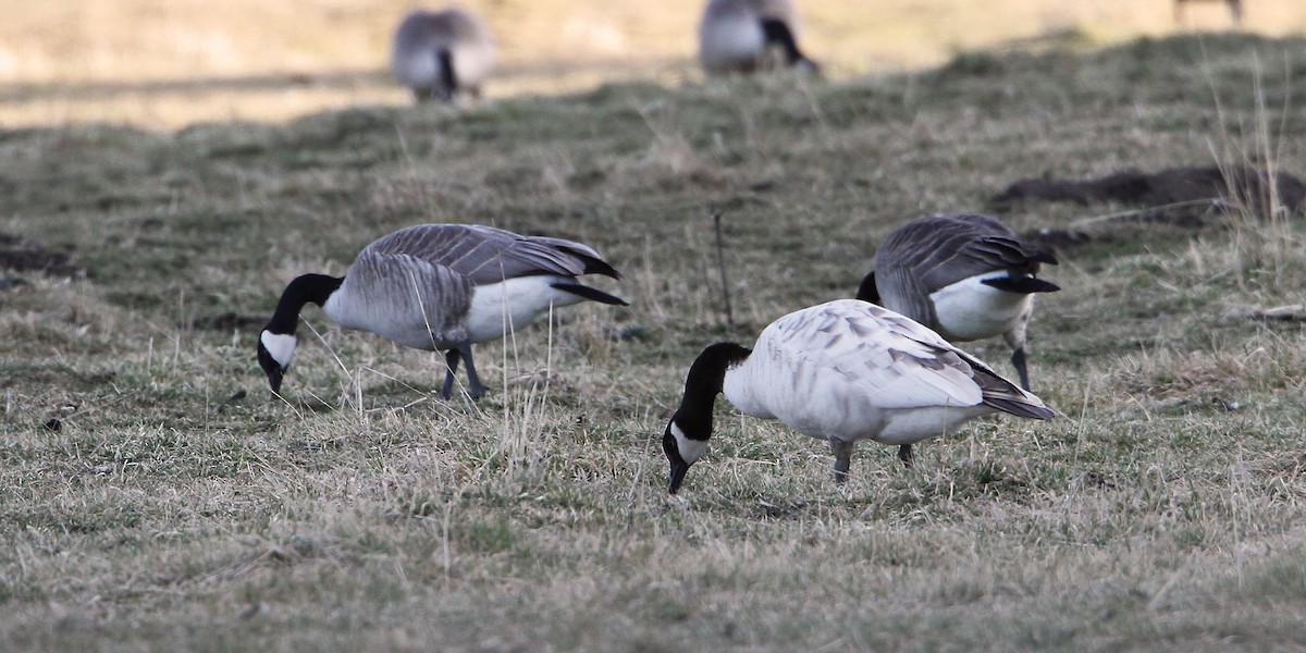 Canada Goose (moffitti/maxima) - ML652212772