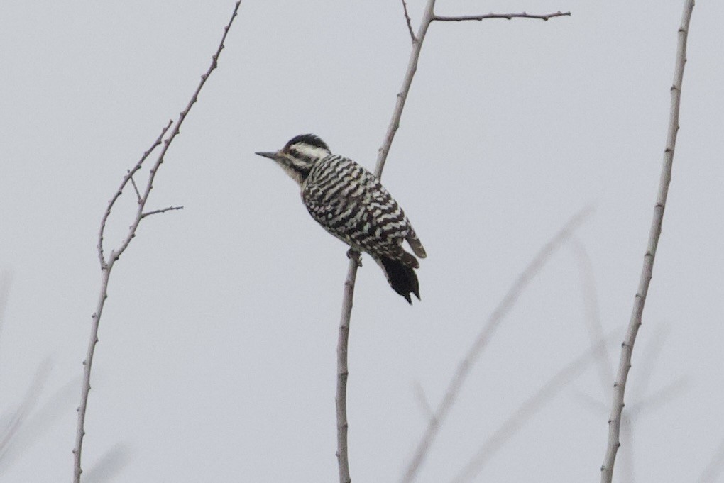 Ladder-backed Woodpecker - ML652212895