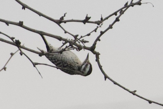 Ladder-backed Woodpecker - ML652212896