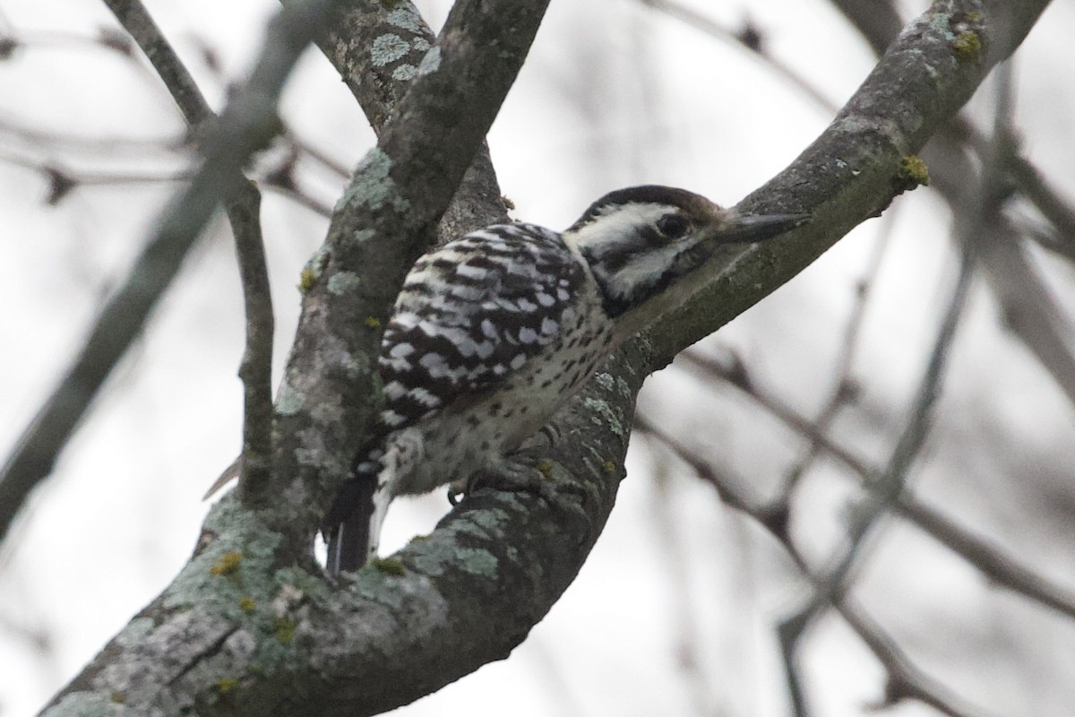 Ladder-backed Woodpecker - ML652212897