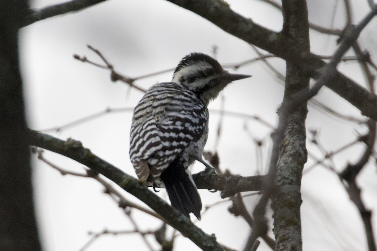 Ladder-backed Woodpecker - ML652212898