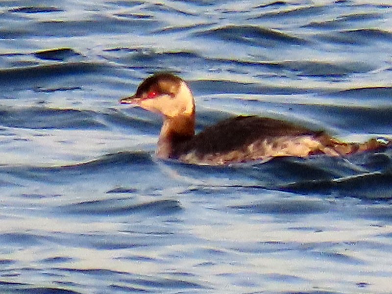 Horned Grebe - ML652212946