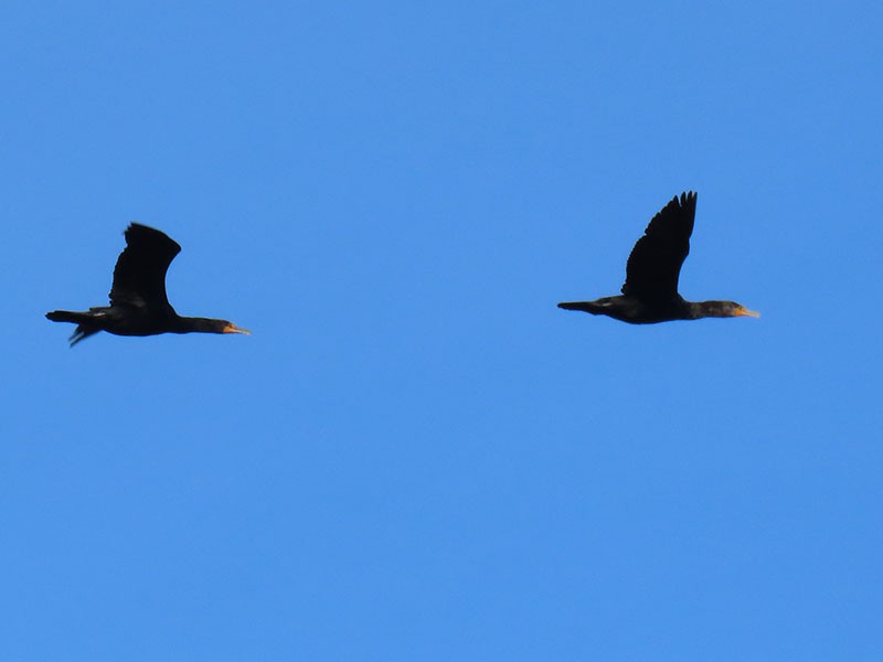 Double-crested Cormorant - ML652212966